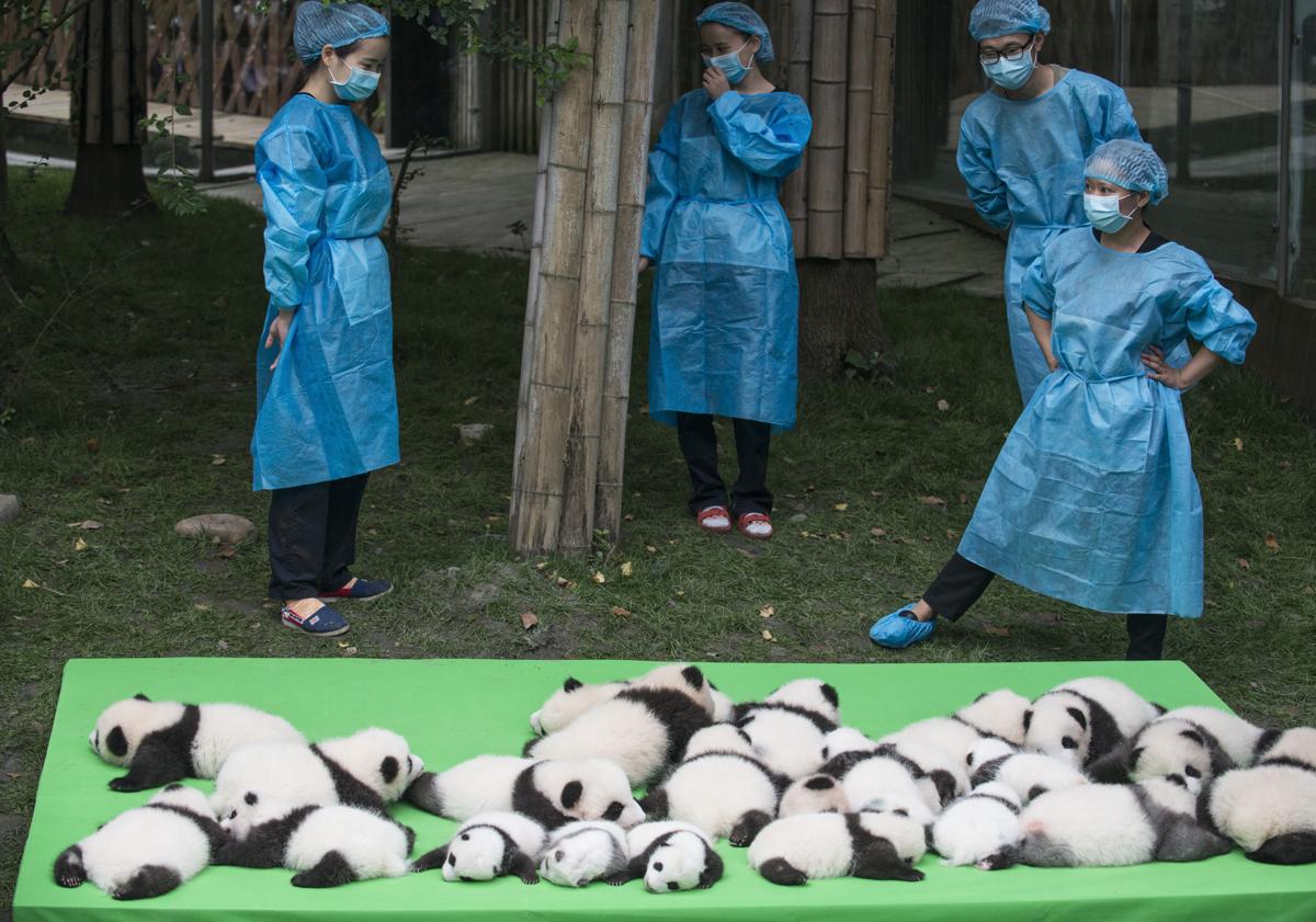 Imagen principal - Especialistas trabajan en el centro de cría del oso panda de Chengdu.