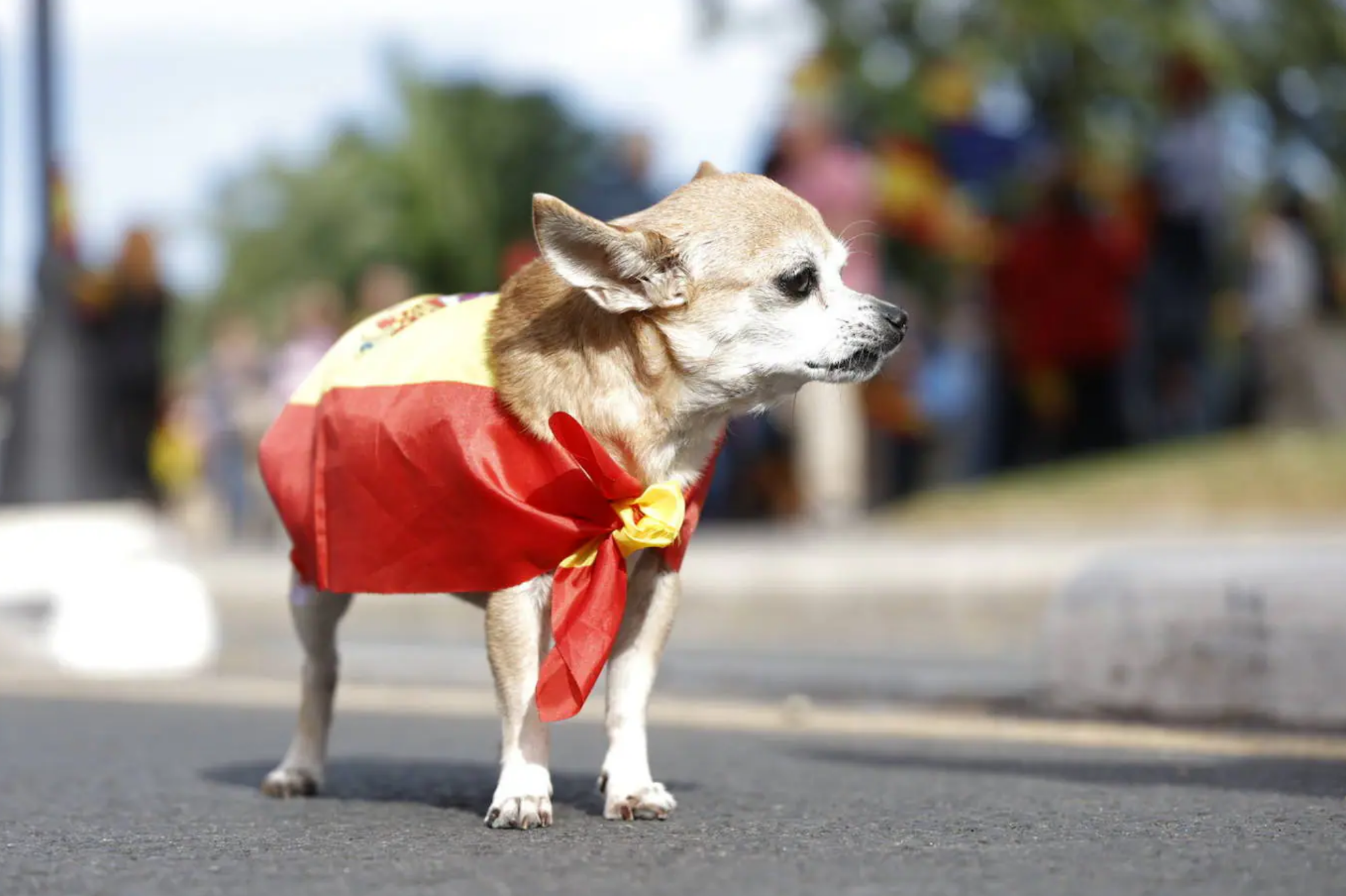 Un perro con la bandera de España en la manifestación contra la amnistía en Valencia.