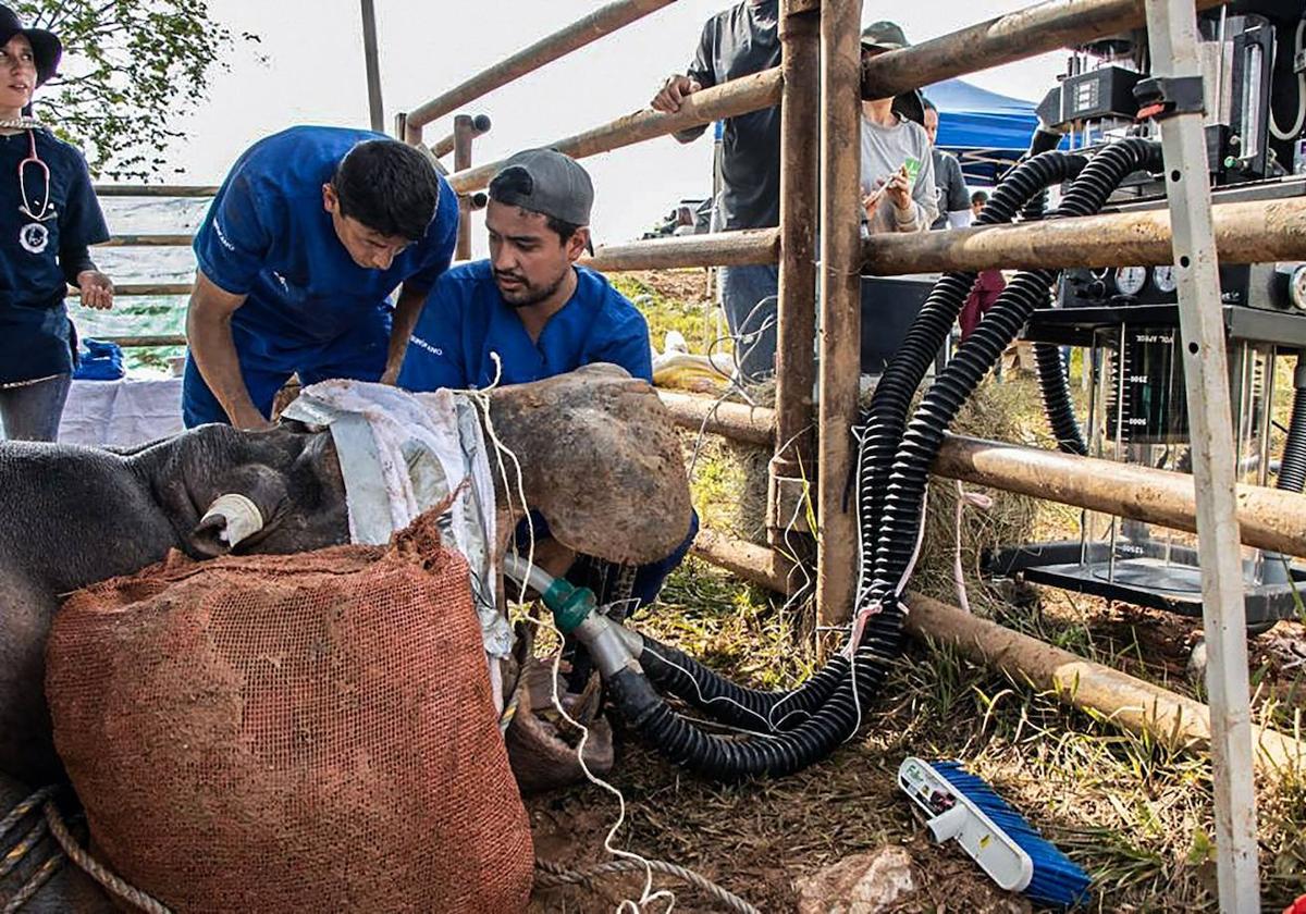 Veterinarios esterilizan a un hipopótamo en Colombia.