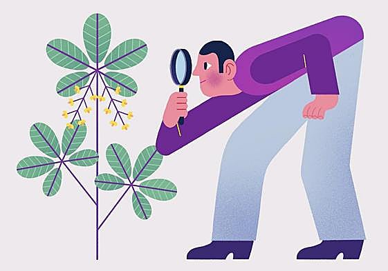 Así es la berberina, la alternativa natural al Ozempic para adelgazar