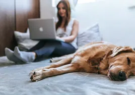 ¿Quieres que tú perro tenga un buen descanso? Te traemos una selección de las mejores camas