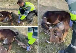 La escena del parto de los dos cabritillos y el guardia civil que ayudó al animal.