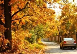 Hojas, animales y menos luz: los peligros de conducir en otoño