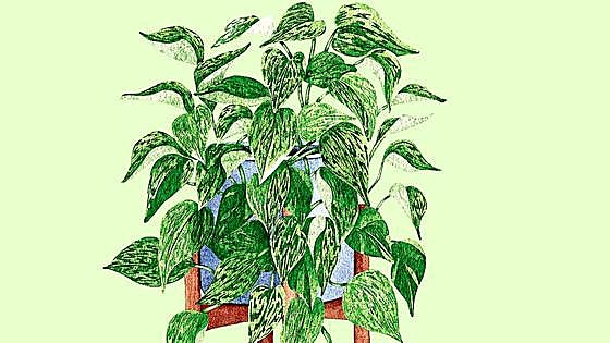 Plantas y otros sistemas para mejorar la calidad del aire en casa