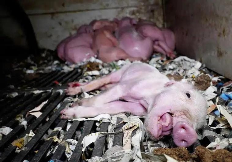 Denuncian maltrato a los cerdos en una «granja del terror» de Burgos