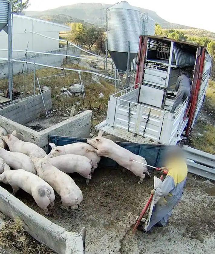 Imagen secundaria 2 - En las imágenes que aporta la ONG se observa un cerdo con una hernia de siete kilos, otra escena de canibalismo y un trabajador conduciendo a los cerdos al camión con una picana eléctrica.