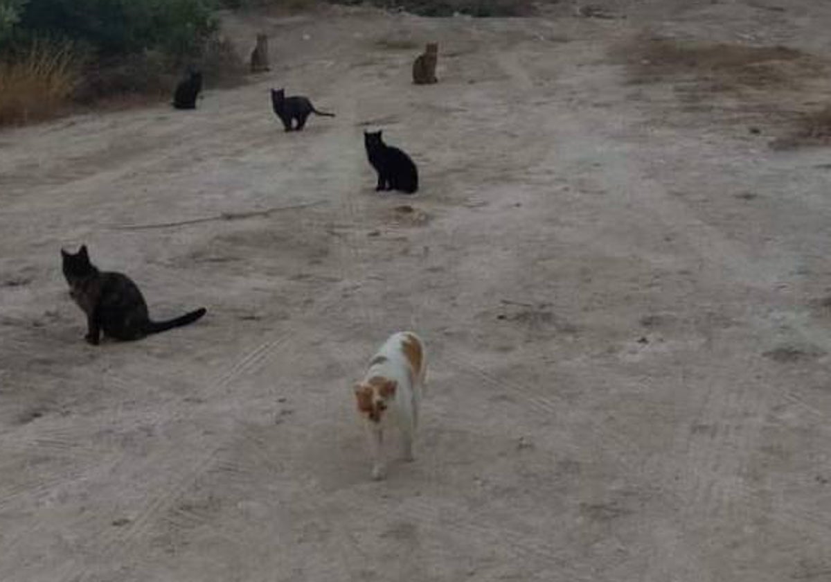 Los gatos de una de las colonias del área en disputa de Altea.