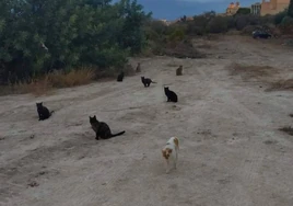 Los gatos de una de las colonias del área en disputa de Altea.
