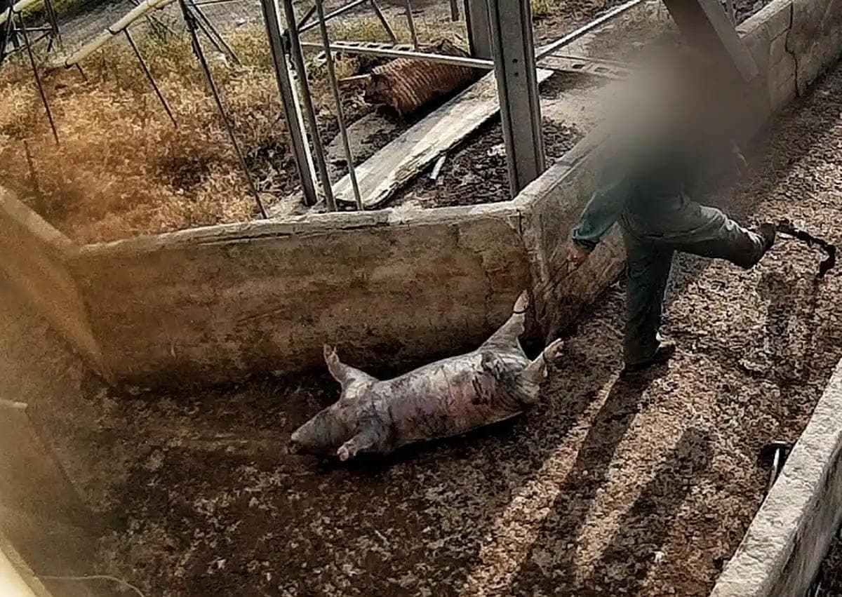 Secondary image 1 - Images of a pig dying outside and a decomposing pig carcass. 
