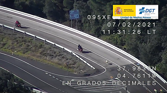 El jabalí fue el animal que más accidentes de tráfico provocó en 2022
