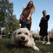 Un 30% de los dueños no tiene asegurado a su perro