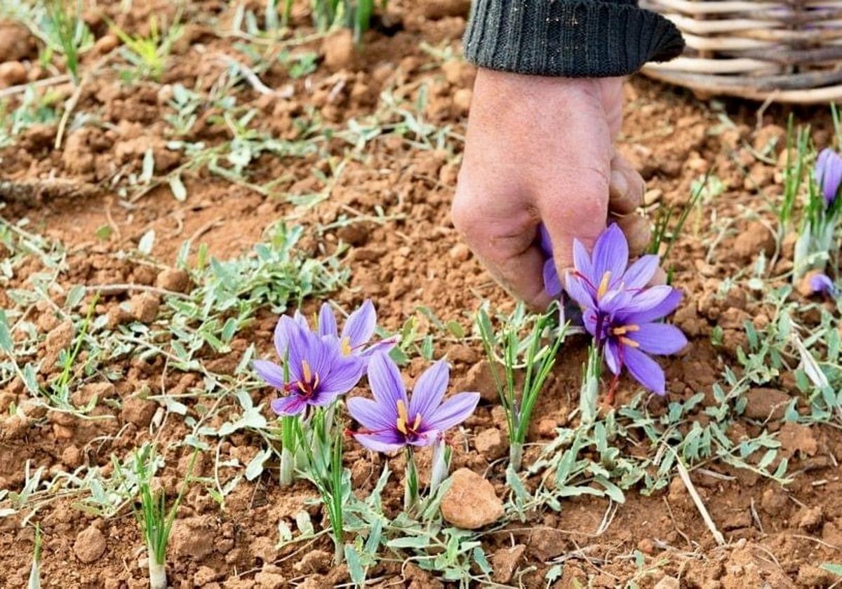 La flor del azafrán.