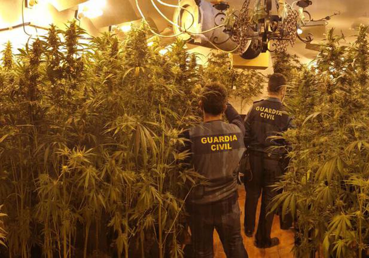 Imagen de una incautación de una plantación de marihuana por parte de la Guardia Civil