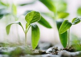 Los mejores semilleros para que tus plantas germinen con éxito