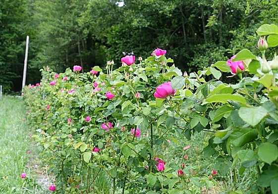 La rosa antigua que se opone a la despoblación rural