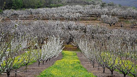 Las consecuencias de una primavera en enero: menos cultivos y menos insectos