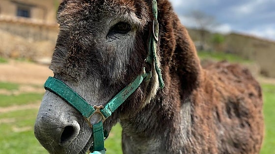 Pastor por un día: la iniciativa que ayuda a conocer mejor el campo