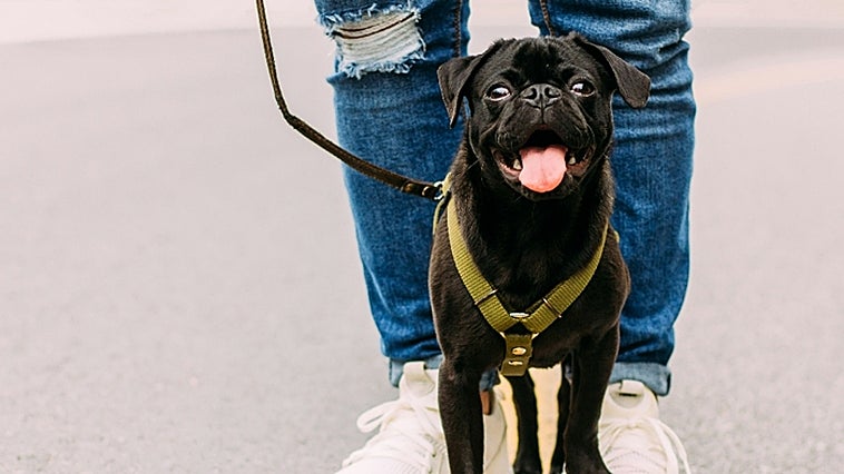 Todo lo que necesitas para pasear a tu perro en invierno