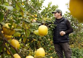 Limones sin recolectar en Alhaurín de la Torre.