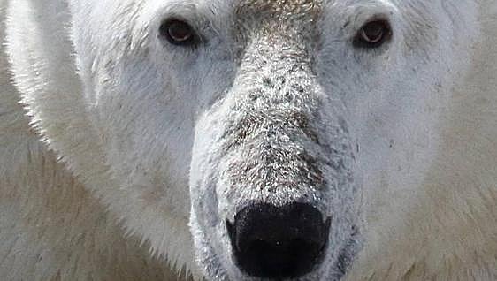 El hambre amenaza con extinguir al oso polar