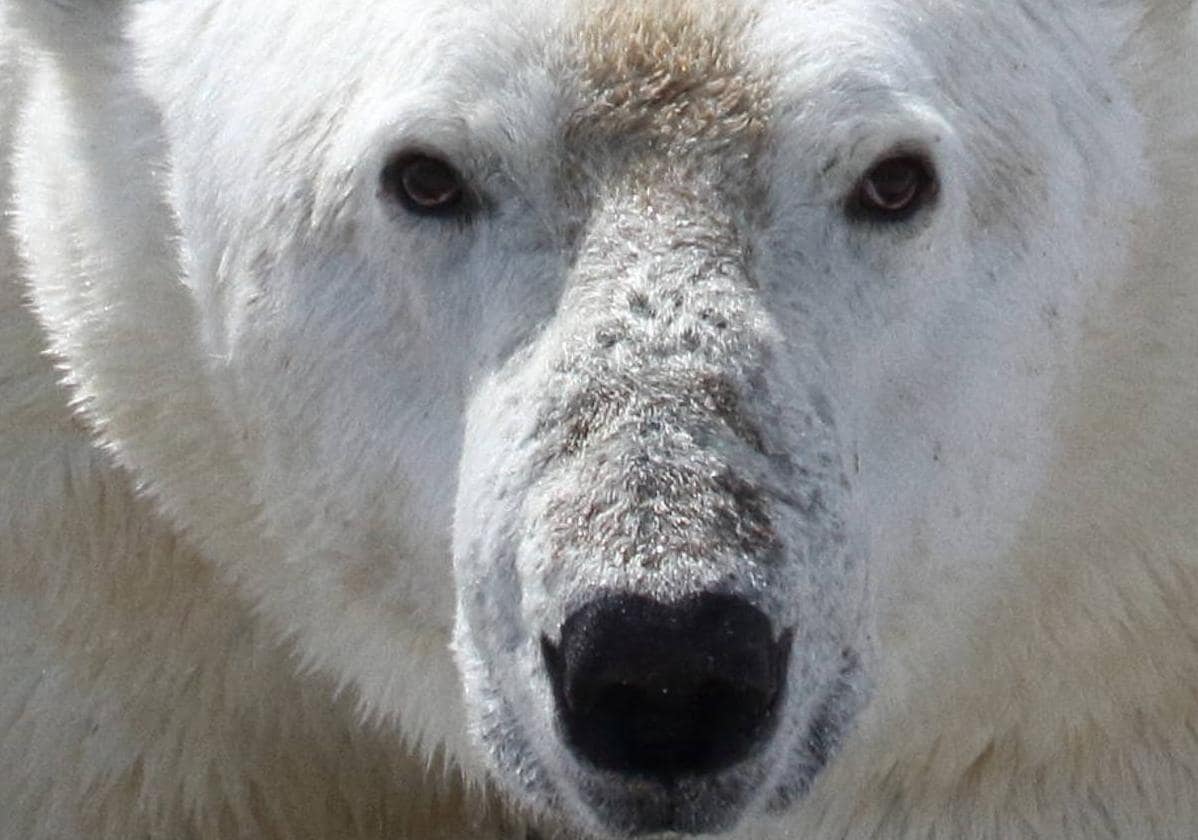 Conjunto de 5 animales polares – ABC Escolar