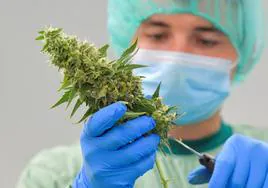 Una trabajadora de una empresa que produce cannabis medicinal, en Alemania.