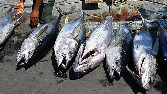 Atunes contaminados de mercurio: por qué perdura la toxicidad de esta especie
