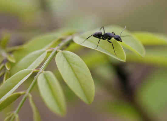 El Camino de la hormiga