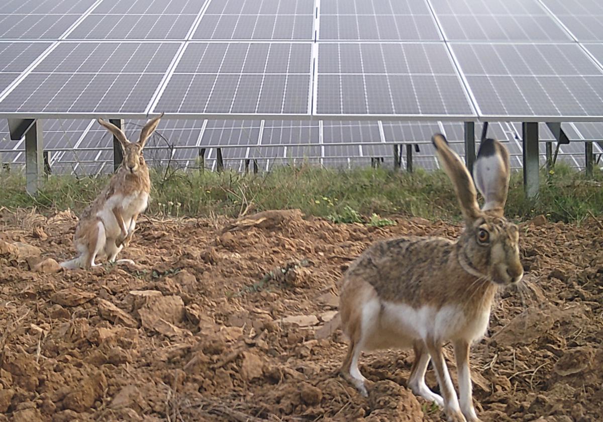 Liebre entre paneles solares.