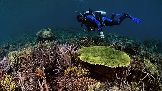 Un grupo de investigadores restaura un arrecife de coral arrasado por la acción humana