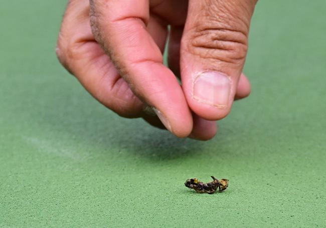 Una de las abejas eliminadas por el apicultor que tuvo que intervenir en Indian Wells.