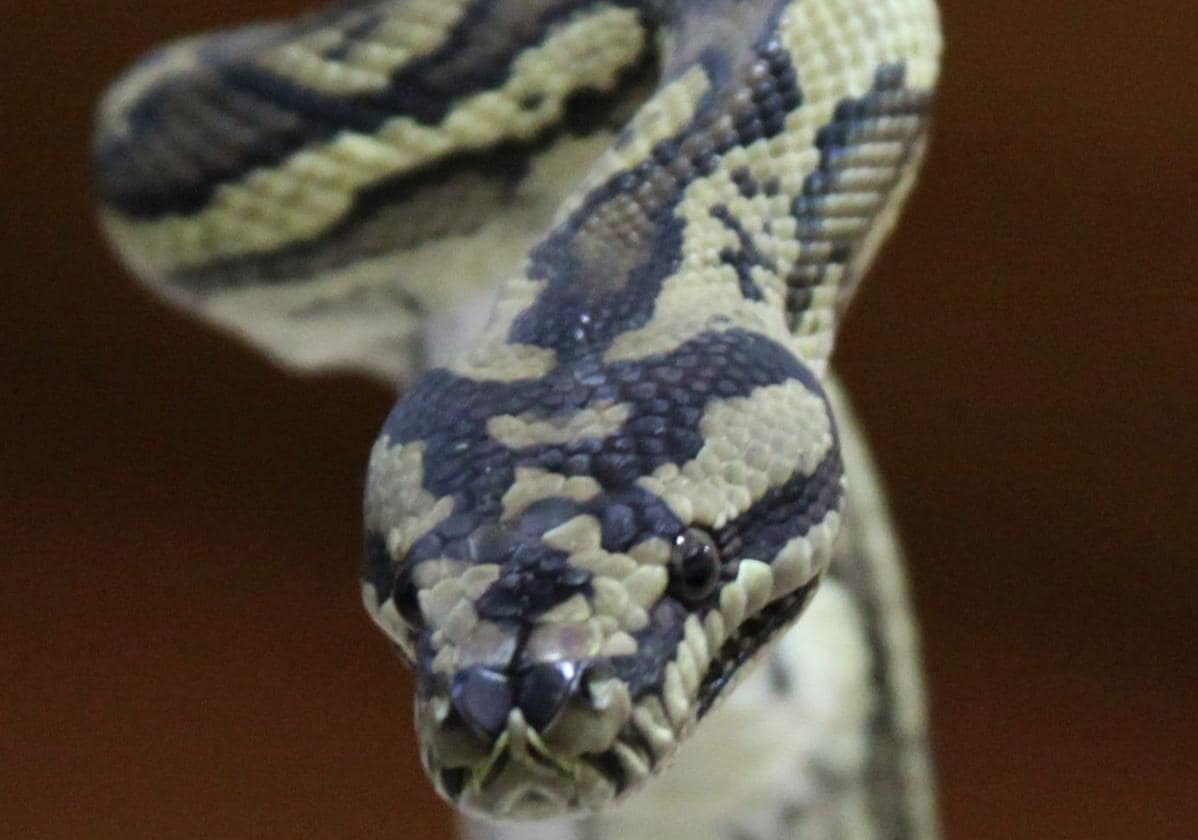 Eating snake, the latest proposal to fight climate change