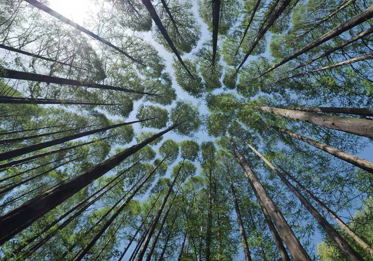 Bosque en Europa.