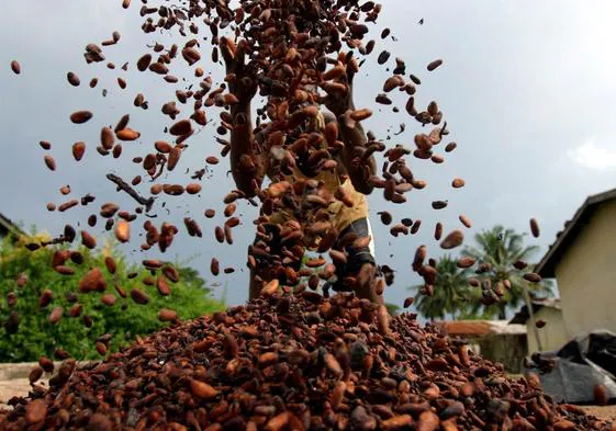 Hombre lanza al aire semillas de cacao.