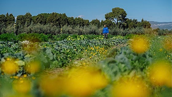 Flores centinelas para salvar las sandías