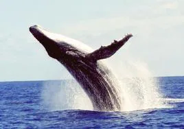 Un ejemplar de ballena jorobada, en aguas de Nueva Zelanda.
