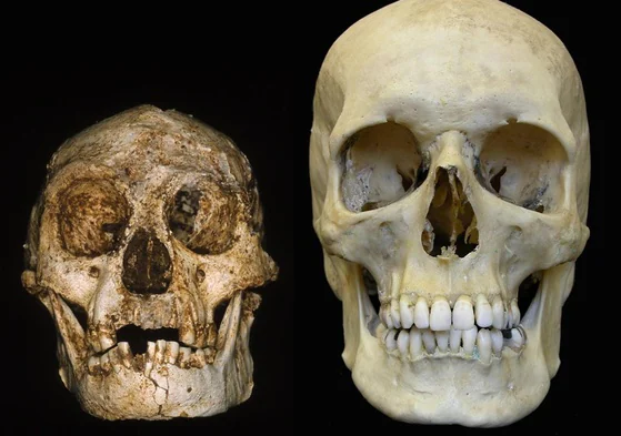 A la izquierda, cráneo del Homo Floriensis; a la derecha, un cráneo de Sapiens. un