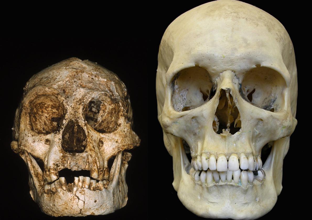 A la izquierda, cráneo del Homo Floriensis; a la derecha, un cráneo de Sapiens. un