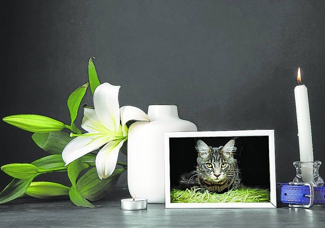 Memorial para un gato fallecido.