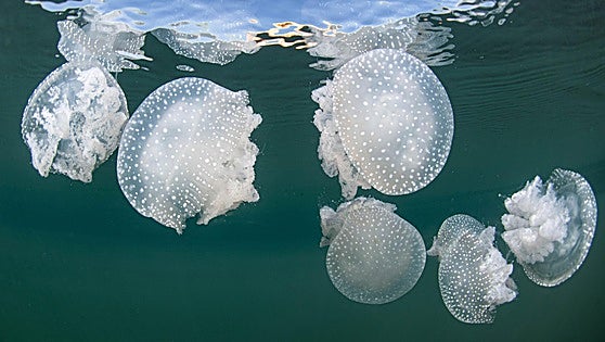 Las medusas se adelantan al verano