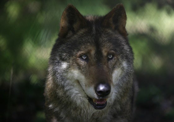 Primer plano de un lobo ibérico en libertad.