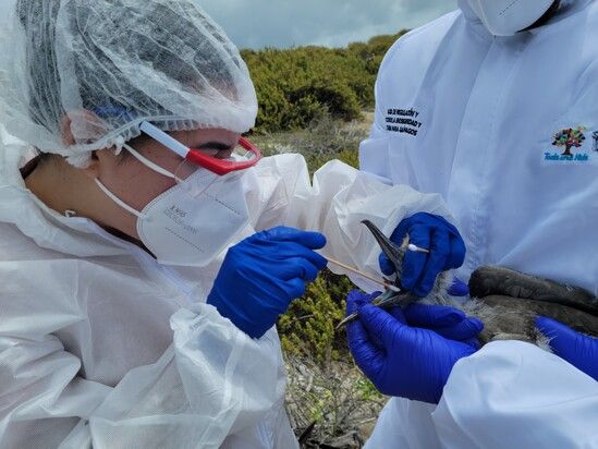 Trabajadores del Parque Nacional Galápagos toman muestras de aves.