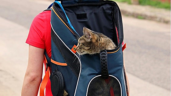 Lleva a tus amigos peludos a cualquier parte  con estas mochilas