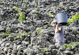 La agricultura, uno de los sectores donde confluyen más factores de riesgo relacionado con el cambio climático.