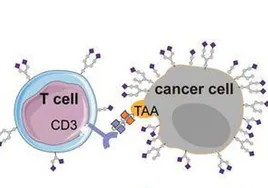 Investigadores anuncian una nueva técnica de «células asesinas naturales» contra los tumores sólidos