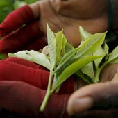La primera plantación de té ecológico de Europa está en España