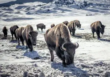 La controvertida y ancestral caza del bisonte