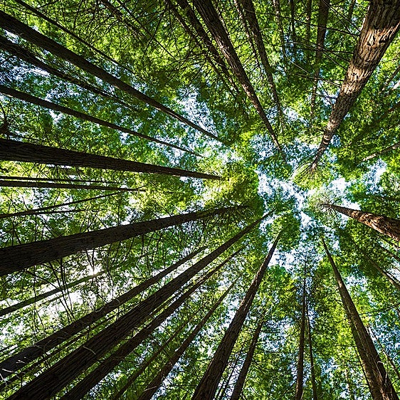 Las secuoyas nos fascinan: estas son las más altas, grandes y espectaculares