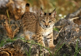 Uno de los 722 cachorros de lince nacidos el año pasado en España y Portugal.