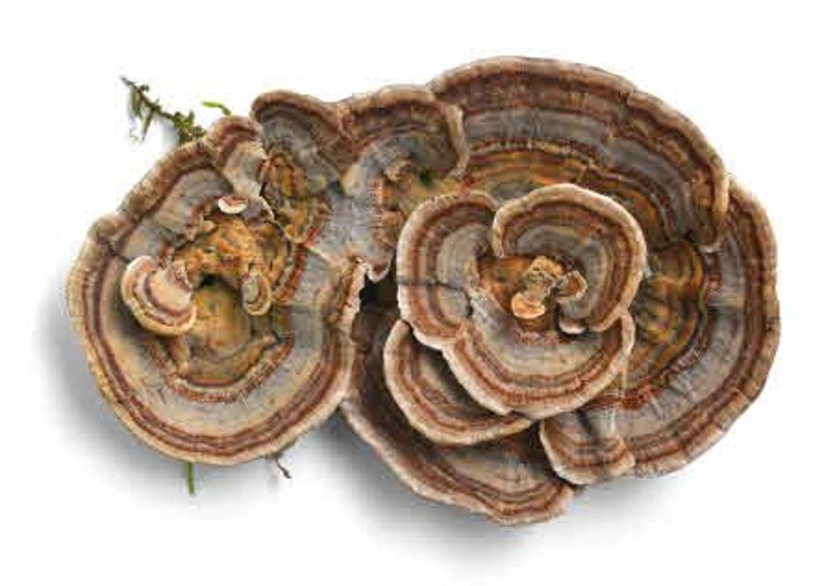 Trametes versicolor ha sido probado como terapia inmunológica con buenos resultados en Japón.